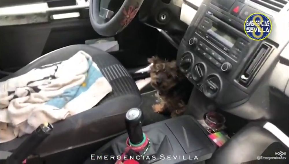 Rescatan a un perro encerrado en un coche que se encontraba a 40ºC al sol en Sevilla 