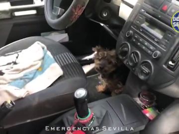 Rescatan a un perro encerrado en un coche que se encontraba a 40ºC al sol en Sevilla 