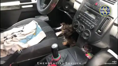Rescatan a un perro encerrado en un coche que se encontraba a 40ºC al sol en Sevilla Rescatan a un perro encerrado en un coche que se encontraba a 40ºC al sol en Sevilla