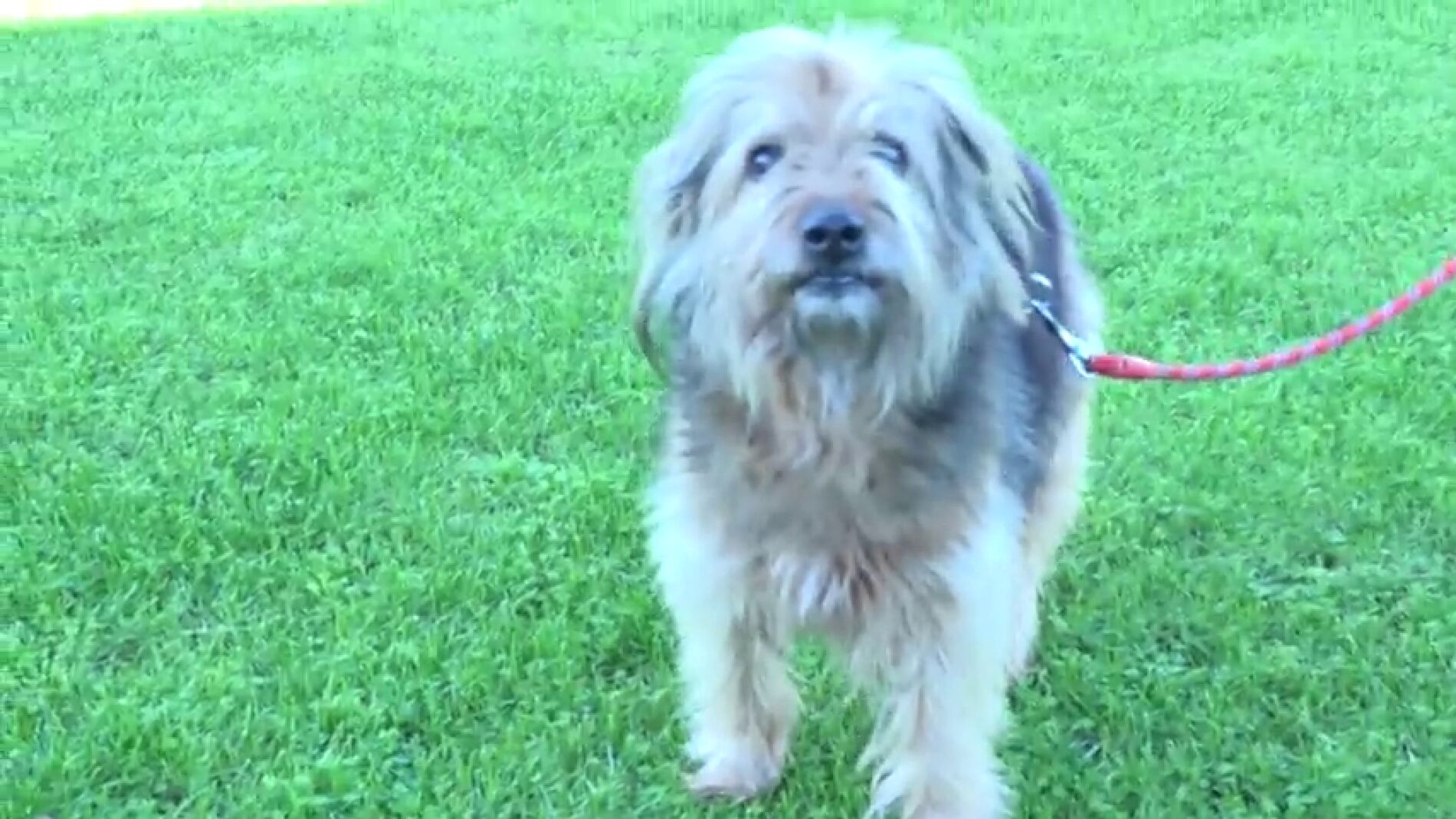 Cómo evitar que tu mascota pase mucho calor este verano
