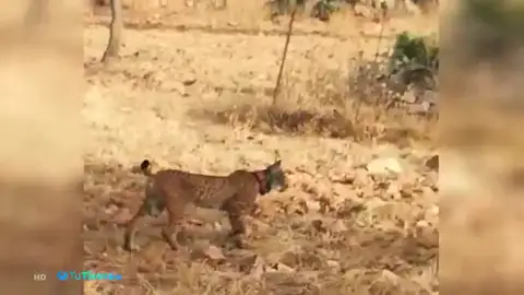 Así trabaja Seprona para mantener al lince ibérico en la naturaleza Así trabaja Seprona para mantener al lince ibérico en la naturaleza