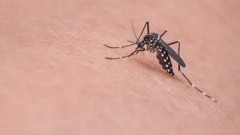 Mosquito Mosquito