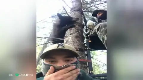 Oso Oso