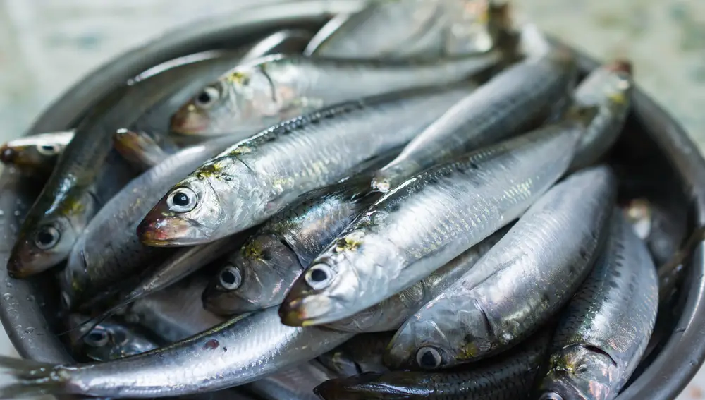 Mas de la mitad de las sardinas y anchoas del Mediterraneo occidental tienen microplasticos en sus intestinos