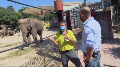 Los nacimientos de nuevos animales en el zoo de Madrid durante el confinamiento