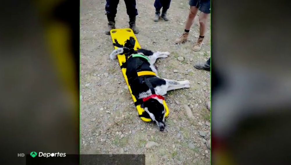 Gretel, la perra que fue rescatada por la Guardia Civil en un pico de Palencia