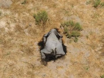 Elefantes muertos en Botsuana 