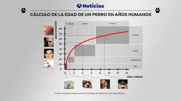 Fórmula matemática. Cálculo de la edad de un perro en años humanos Fórmula matemática. Cálculo de la edad de un perro en años humanos