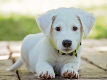 Calcula la edad de tu perro. Fórmula 