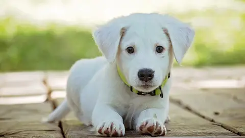 Calcula la edad de tu perro. Fórmula Comparativa edad humana con la edad de los perros