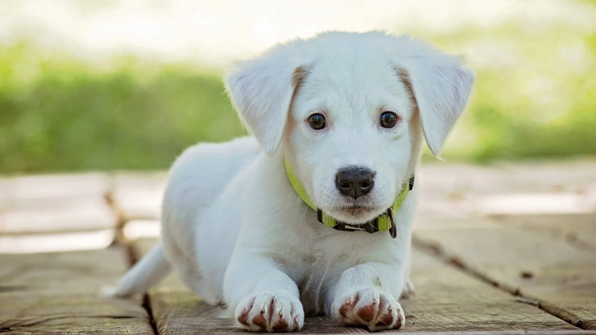 Calcula la edad de tu perro. Fórmula Calcula la edad de tu perro. Fórmula