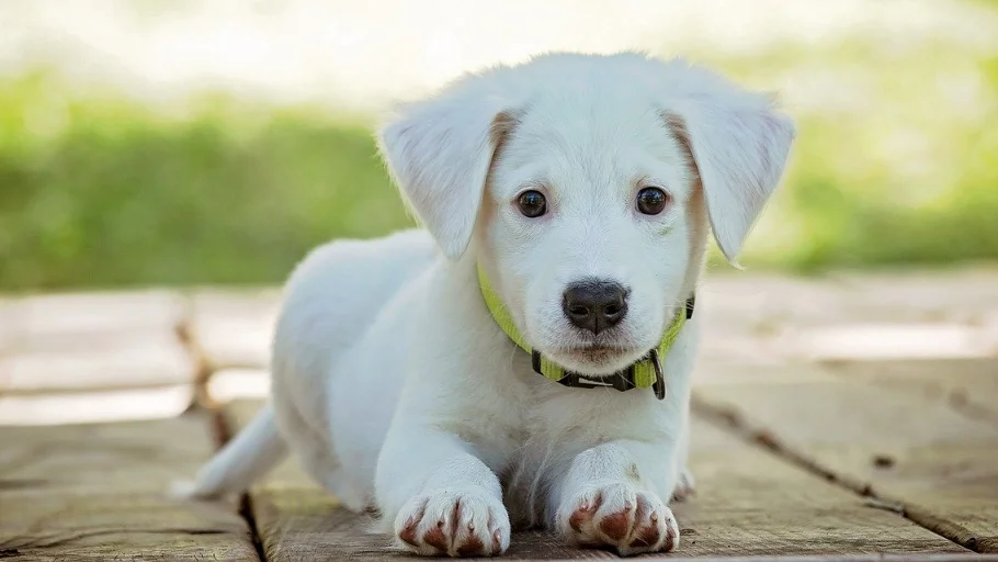 Calcula la edad de tu perro. Fórmula Comparativa edad humana con la edad de los perros