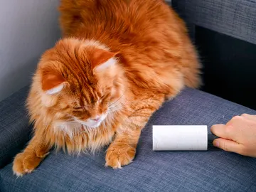 Recogiendo pelos de gato Recogiendo pelos de gato