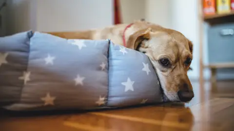 Perro Perro