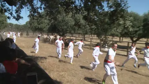 Un ganadero salamantino recrea un encierro de San Fermín tras la suspensión de las fiestas Un ganadero salamantino recrea un encierro de San Fermín tras la suspensión de las fiestas