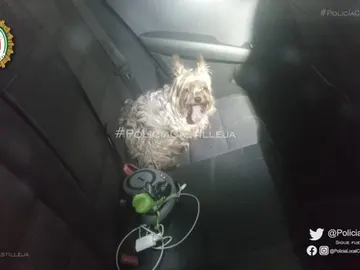 Denunciado por dejar a su perro dentro del coche con 40º en el exterior en Sevilla Denunciado por dejar a su perro dentro del coche con 40º en el exterior en Sevilla