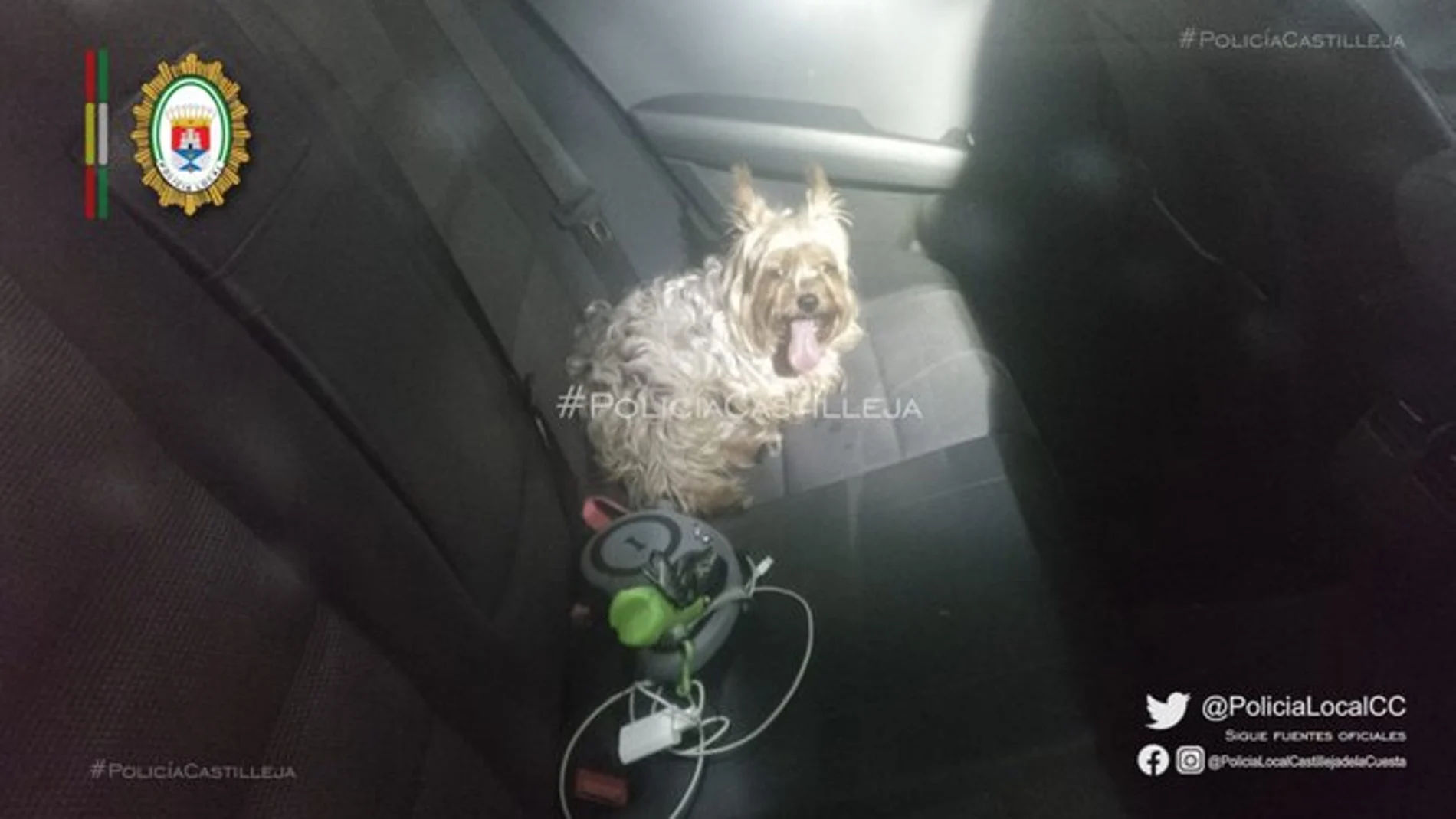 Denunciado por dejar a su perro dentro del coche con 40º en el exterior en Sevilla Denunciado por dejar a su perro dentro del coche con 40º en el exterior en Sevilla