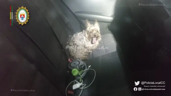 Denunciado por dejar a su perro dentro del coche con 40º en el exterior en Sevilla Denunciado por dejar a su perro dentro del coche con 40º en el exterior en Sevilla