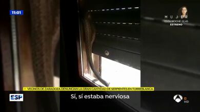 Vecinos de Zaragoza denuncian la aparición de un gran número de serpientes en las casas