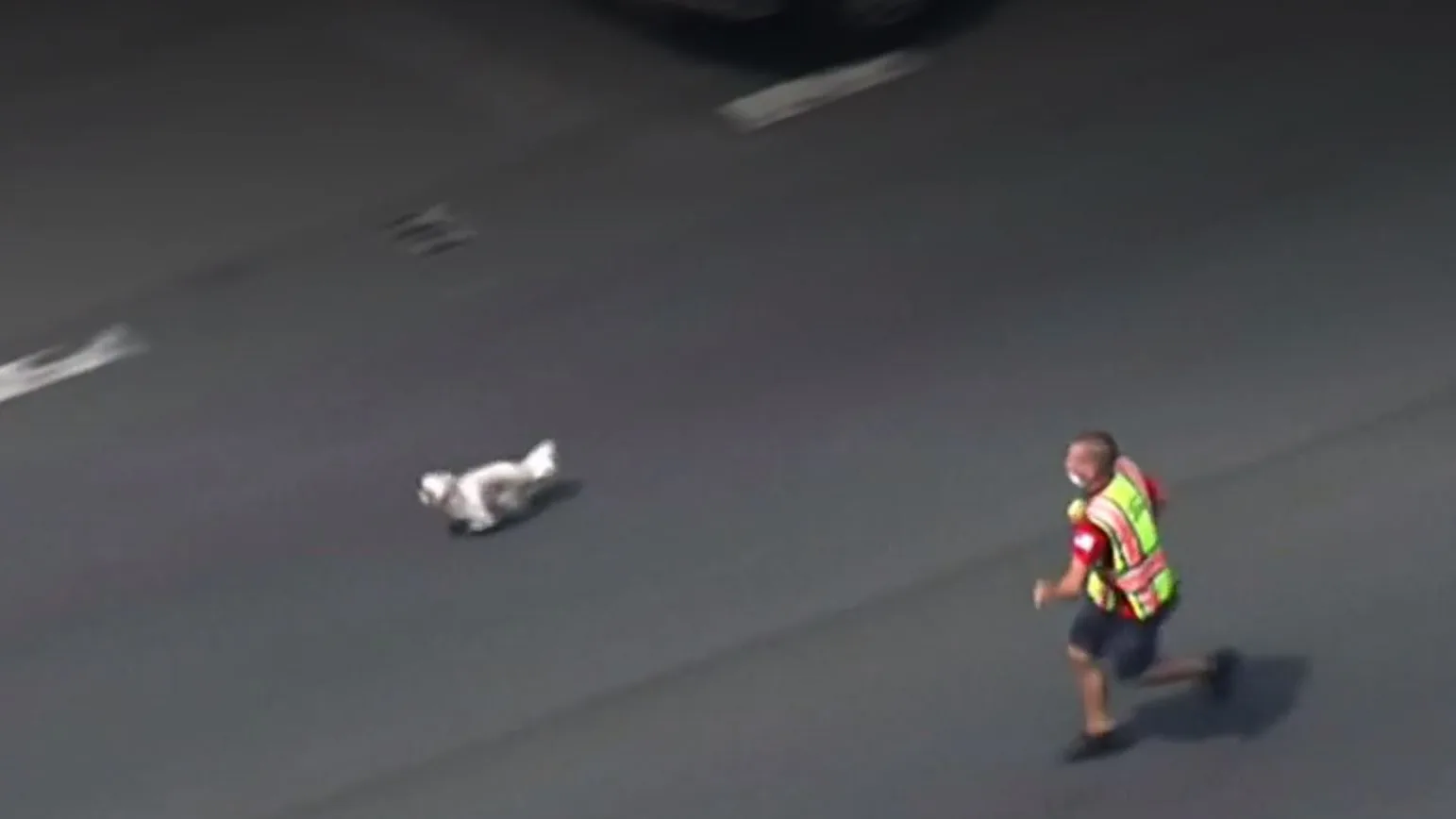 Persiguen a un perro por una carretera de Maryland (EEUU) para capturarlo y ponerlo a salvo