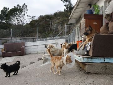 Albergue de perros y gatos 