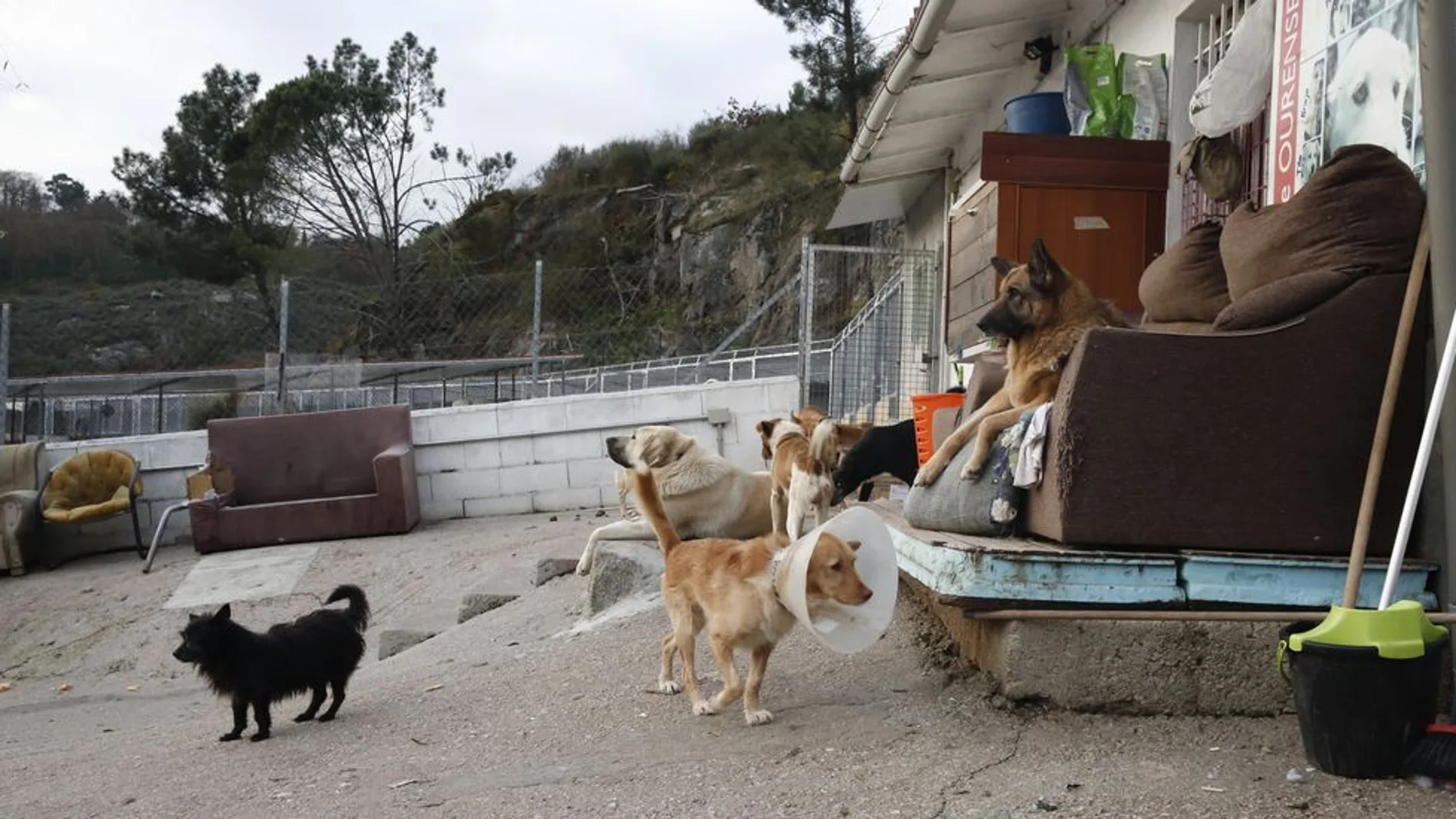 Albergue de perros y gatos Albergue de perros y gatos