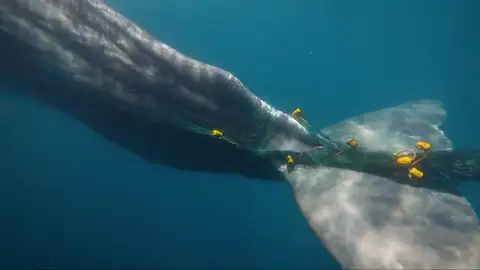 Buscan en el Estrecho de Gibraltar a 'Toño', un cachalote lleva diez días atrapado en una red de pesca Buscan en el Estrecho de Gibraltar a 'Toño', un cachalote lleva diez días atrapado en una red de pesca