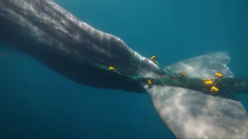 Buscan en el Estrecho de Gibraltar a 'Toño', un cachalote lleva diez días atrapado en una red de pesca Buscan en el Estrecho de Gibraltar a 'Toño', un cachalote lleva diez días atrapado en una red de pesca