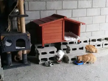 Una vecina de A Coruña convierte su garaje en refugio de gatos Una vecina de A Coruña convierte su garaje en refugio de gatos