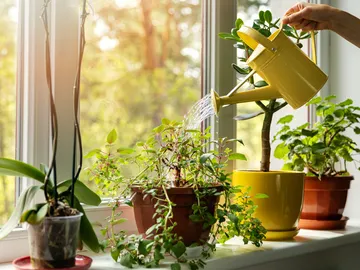 Plantas de interior Plantas de interior