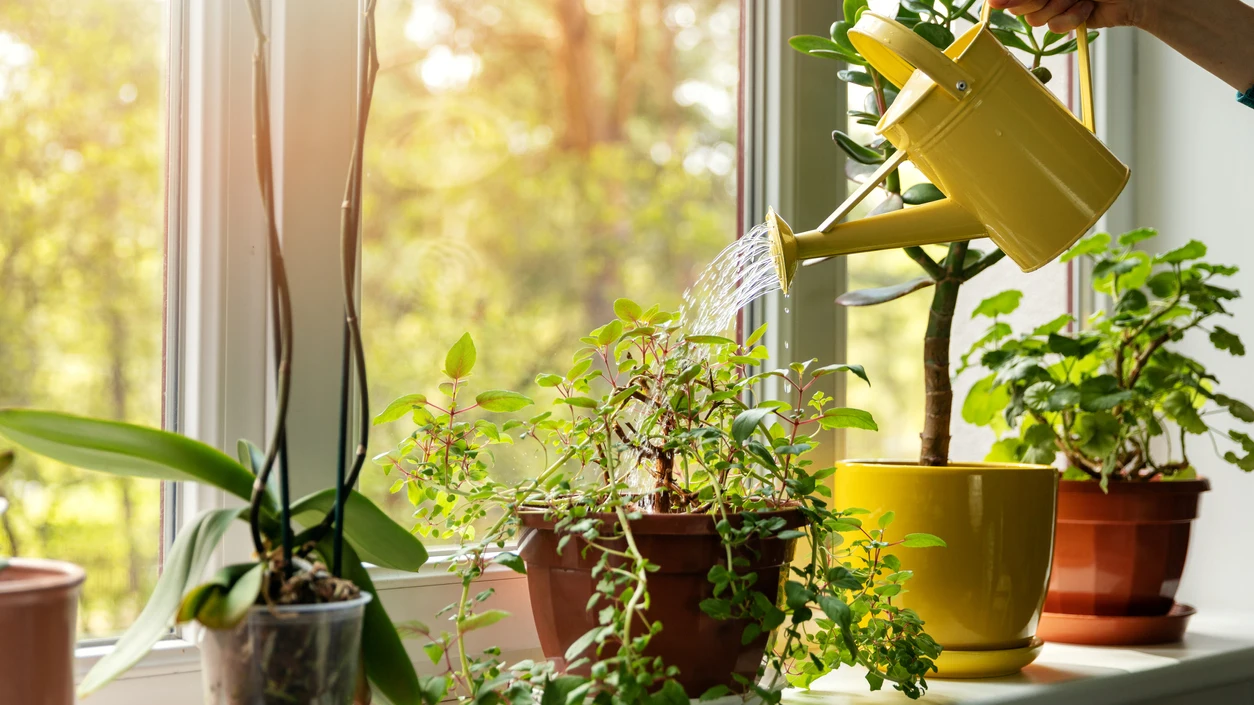 Plantas de interior Plantas de interior