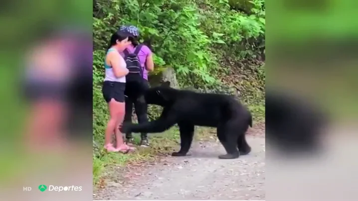 Un oso se acerca peligrosamente a una mujer en M&eacute;xico pero, en vez de huir, se saca un 'selfie' con el animal