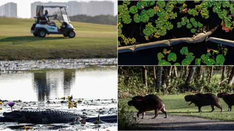 Animales en el campo Olímpico de Golf de Río de Janeiro Animales en el campo Olímpico de Golf de Río de Janeiro