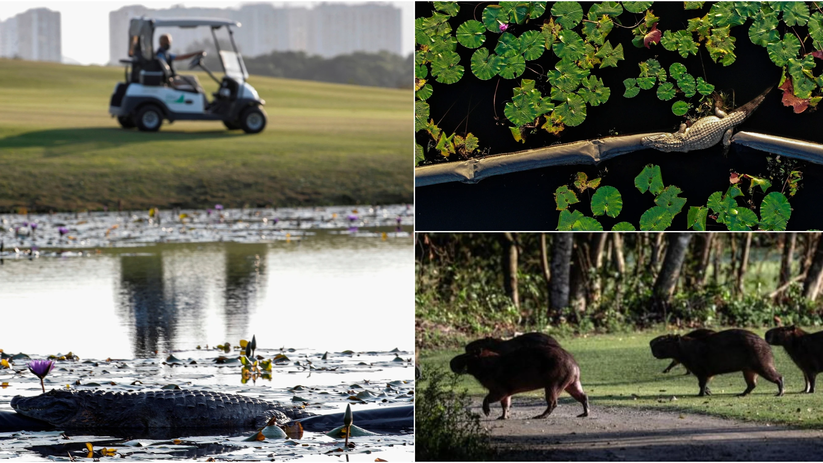 Animales en el campo Olímpico de Golf de Río de Janeiro Animales en el campo Olímpico de Golf de Río de Janeiro