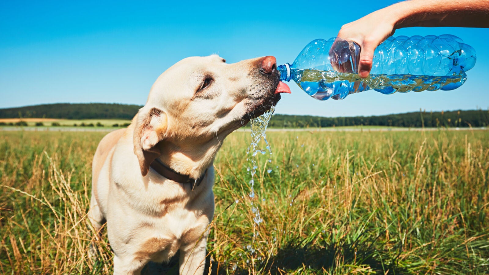 Cómo mantener a tu mascota segura durante una ola de calor