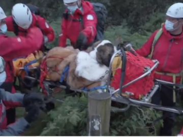 Rescatan a un perro de la montaña más alta de Inglaterra