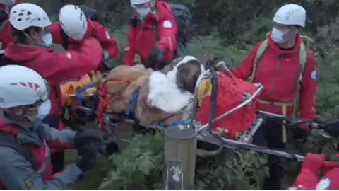 Rescatan a un perro de la montaña más alta de Inglaterra Rescatan a un perro de la montaña más alta de Inglaterra