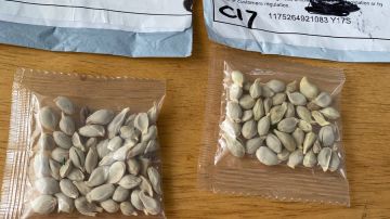 Muchos hogares de EEUU reciben un misterioso paquete con semillas que procederían de China