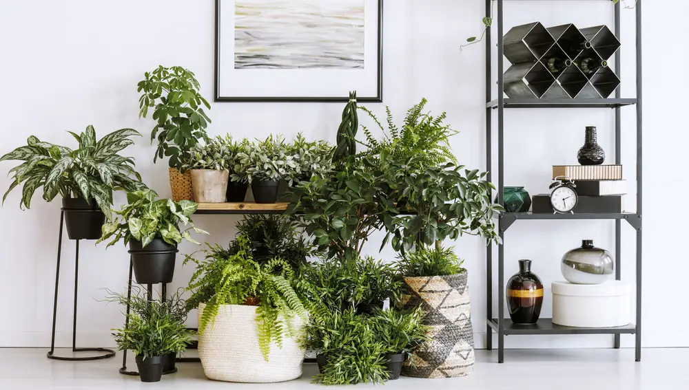 Plantas en casa Plantas en casa