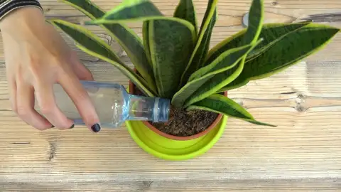 Planta Planta