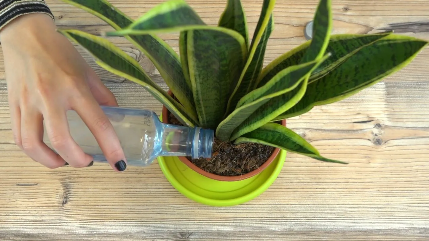 Planta Planta