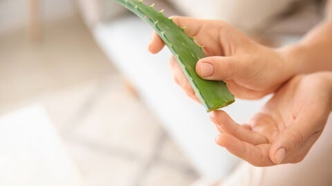 Aloe vera