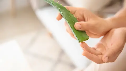 Aloe vera Aloe vera