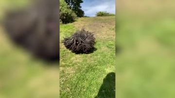 Un perro con rastas se vuelve viral