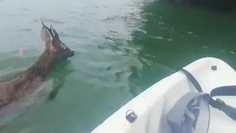 Un padre y su hija rescatan a un corzo que se había caído al mar en Galicia: "¡Vamos, bonito, ya casi estamos!" Un padre y su hija rescatan a un corzo que se había caído al mar en Galicia: "¡Vamos, bonito, ya casi estamos!"
