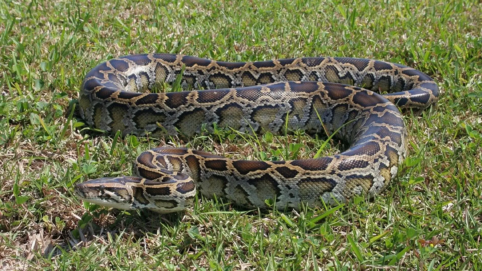 Serpiente