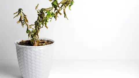 Planta muerta Planta muerta