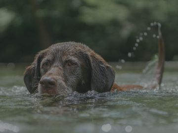 Cómo ir de vacaciones con perro: Los mejores destinos y todo lo que debes tener en cuenta