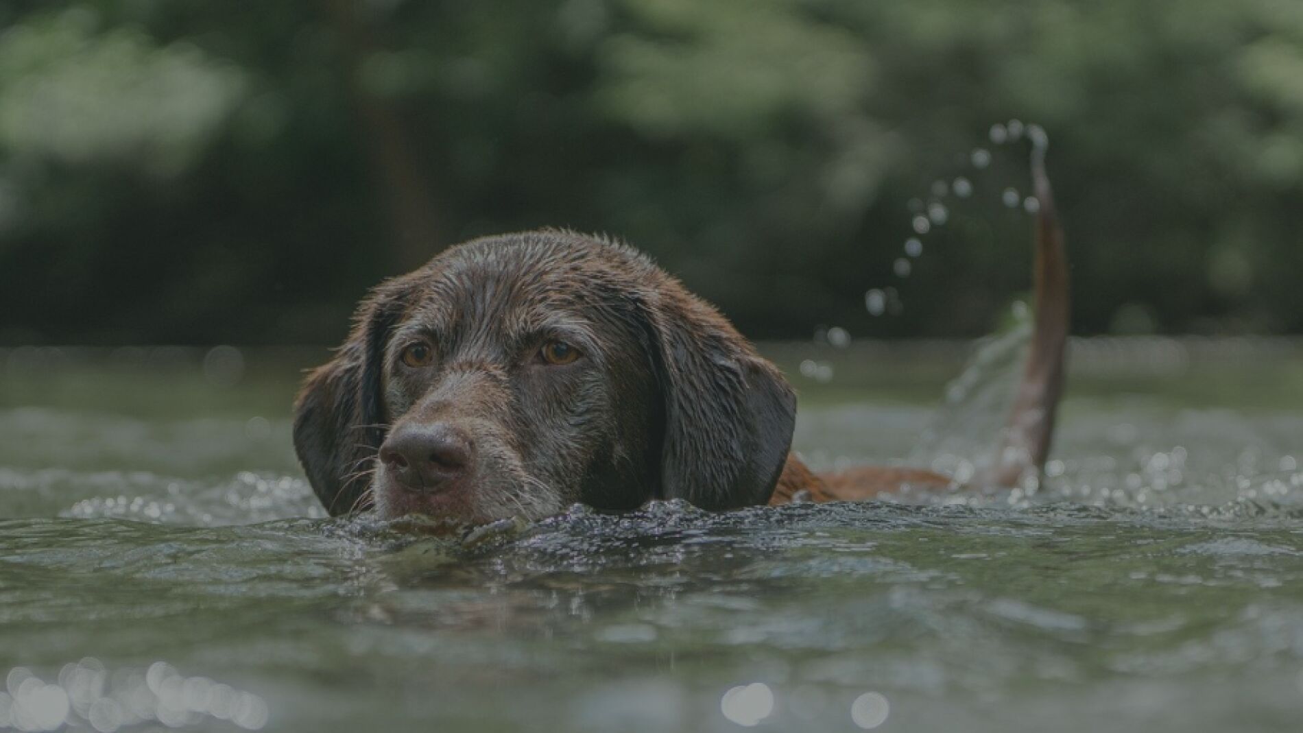 C&oacute;mo ir de vacaciones con perro: Los mejores destinos y todo lo que debes tener en cuenta