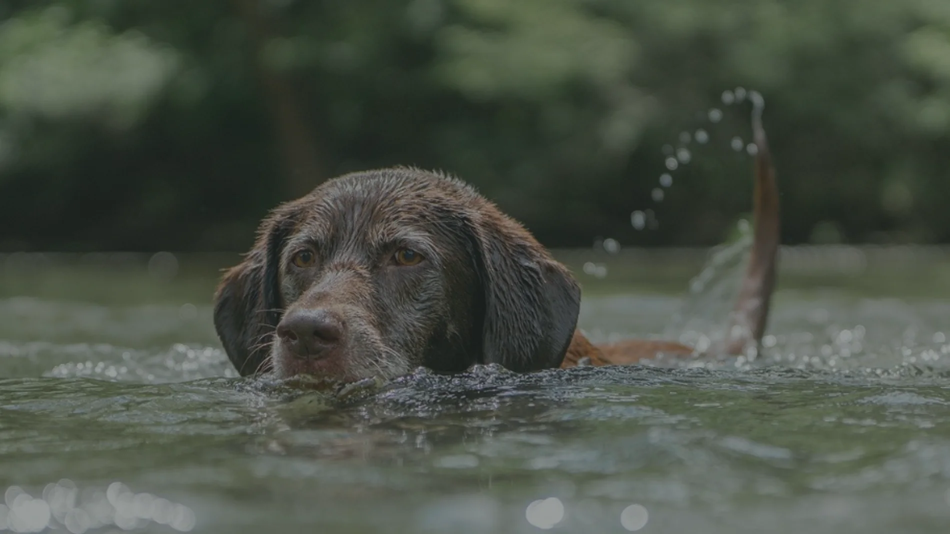 Cómo ir de vacaciones con perro: Los mejores destinos y todo lo que debes tener en cuenta Cómo ir de vacaciones con perro: Los mejores destinos y todo lo que debes tener en cuenta